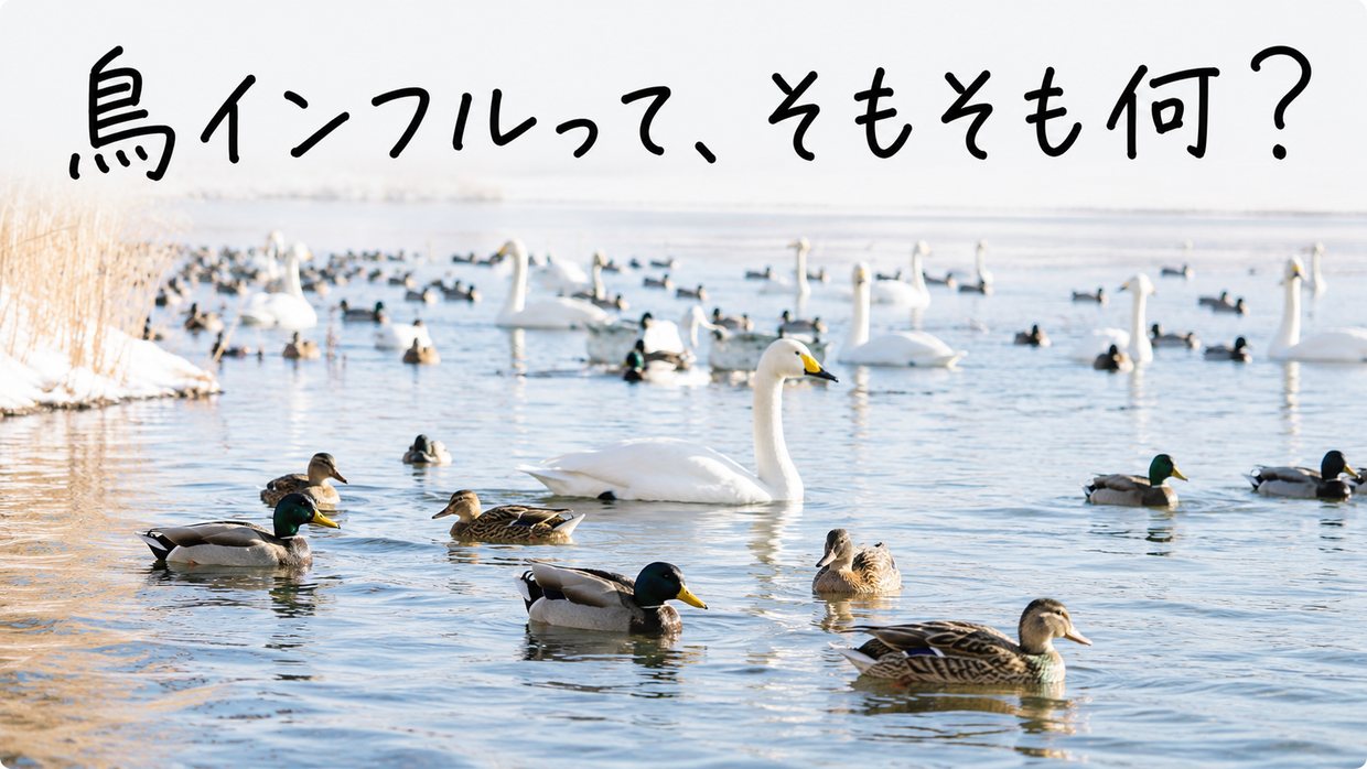 水辺に集まるカモなど水鳥の群れの実写写真。黒い手書きの文字で「鳥インフルって、そもそも何?」
